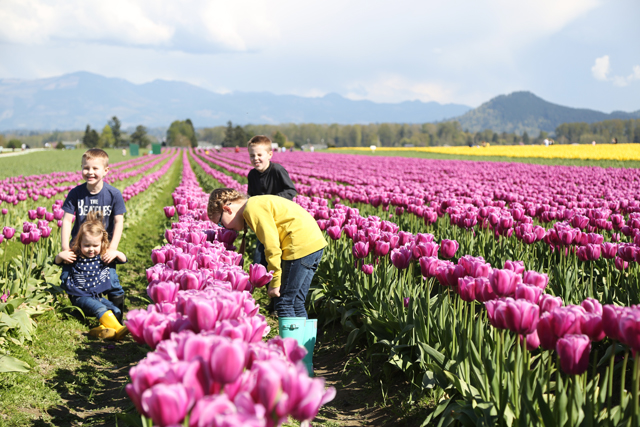 pnw tulip festival