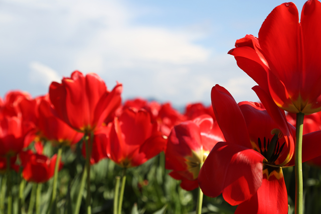 red tulips