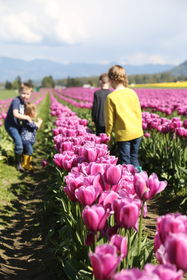 tulip feistival