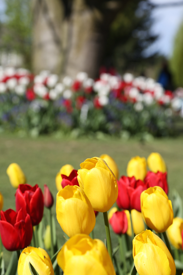 tulip festival 1