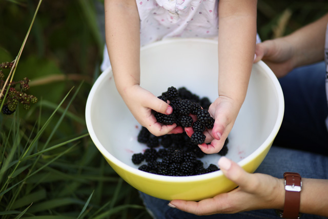 little purple fingers in the blackberries