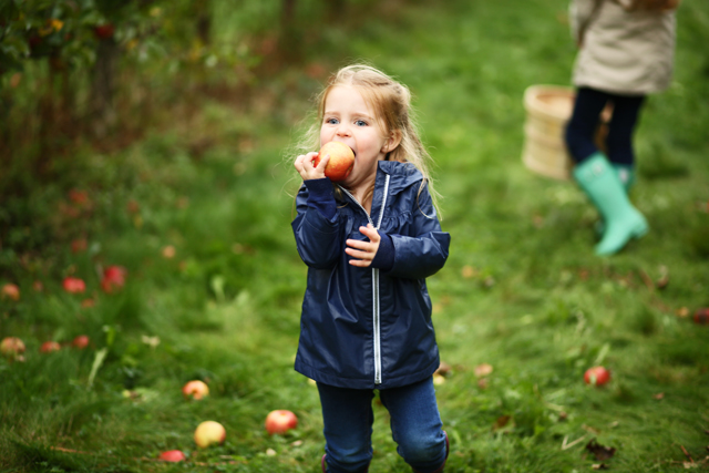 fall activity apple picking with kids