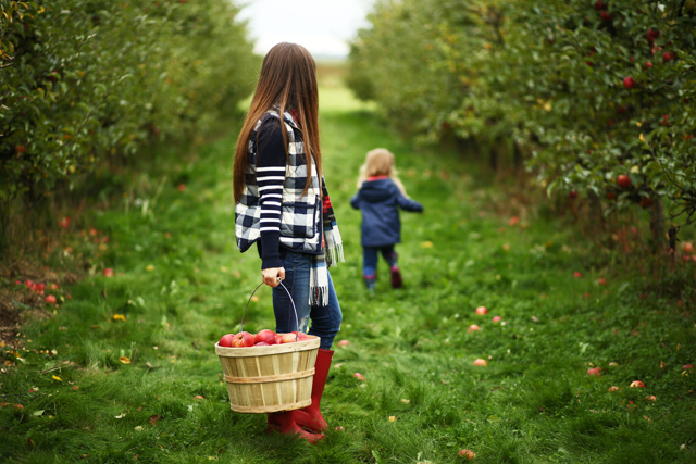 u pick apples outside of seattle