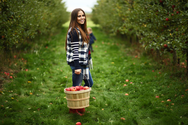 u-pick apples outside of seattle