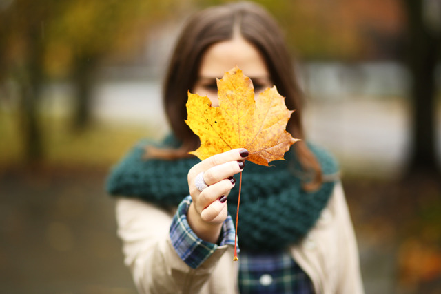 fall leaves