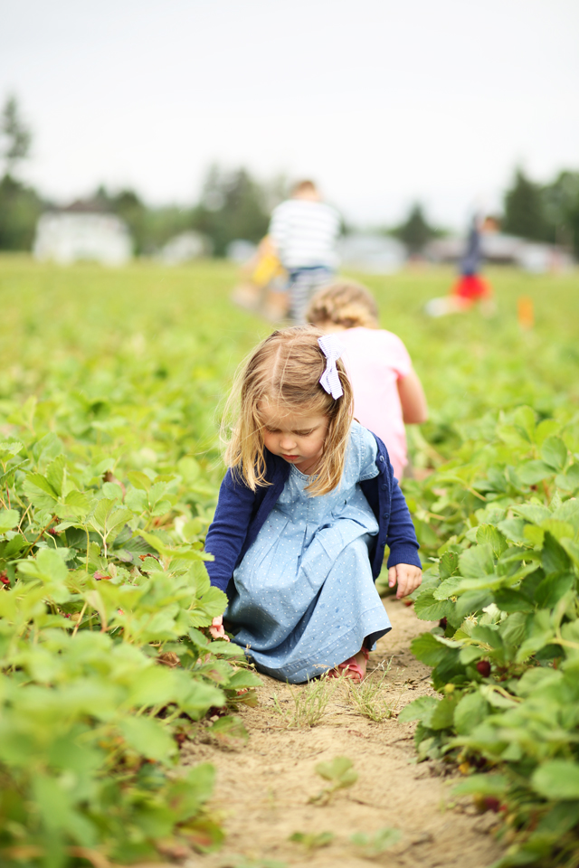 little girl picking strawberries