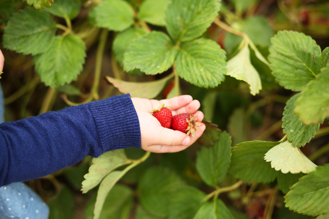 little hands with strawberries