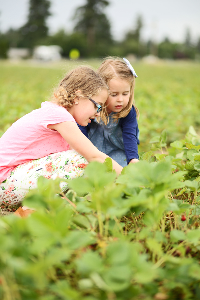 sisters picking strawberries