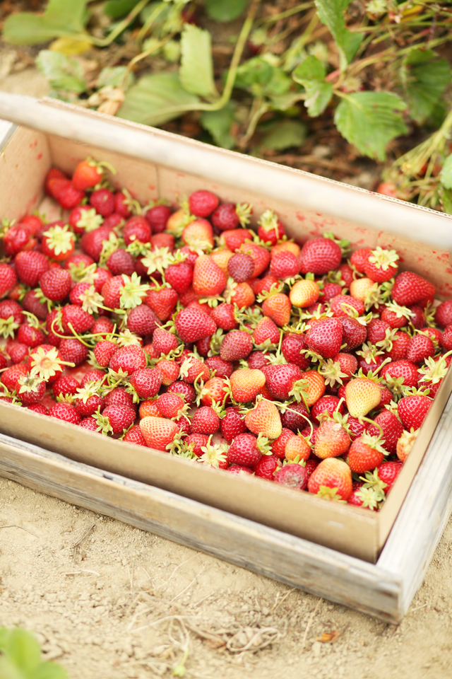 strawberries